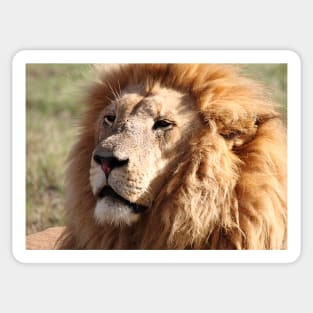 Lion Portrait Sticker